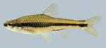 Notropis chalybaeus   Ironcolor Shiner 2000