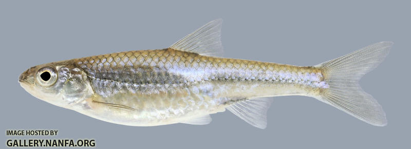 Notropis stramineus Sand Shiner 2000