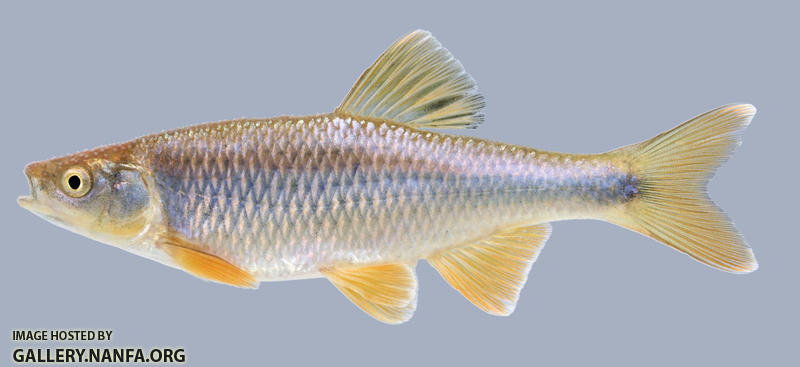 Cyprinella spiloptera Spotfin Shiner male 1-2000