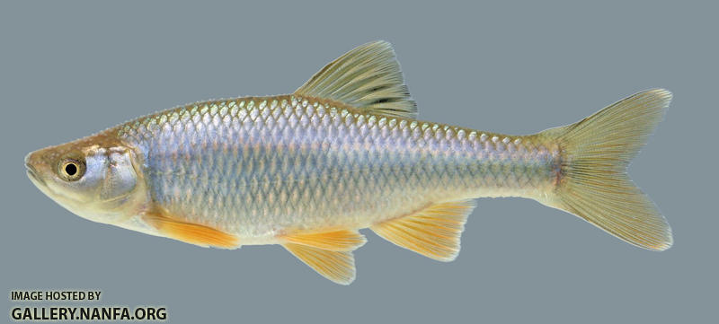 Cyprinella spiloptera Spotfin Shiner male 2-2000