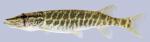 Esox americanus vermiculatus  Grass Pickerel. 2000