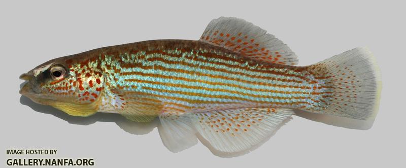 Fundulus catenatus Northern Studfish  6