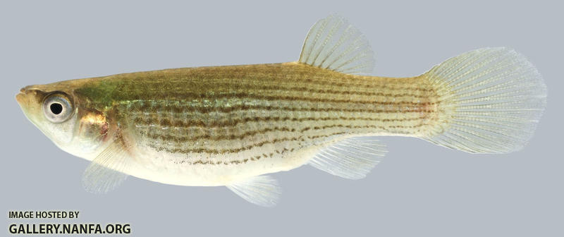 Fundulus dispar  Starhead Topminnow female 2000