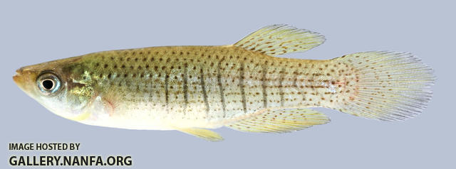 Fundulus dispar  Starhead Topminnow male 2000