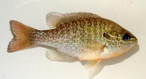 Redbreast Sunfish