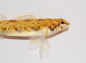 Speckled Darter