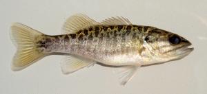 Shoal Bass