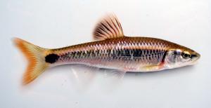 Alabama Shiner