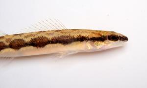 Bridled Darter