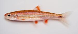 Rainbow Shiner