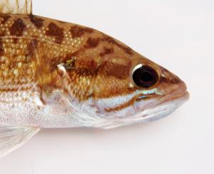 Redeye Bass