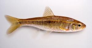 Southern Striped Shiner
