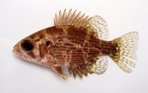 Shadow Bass