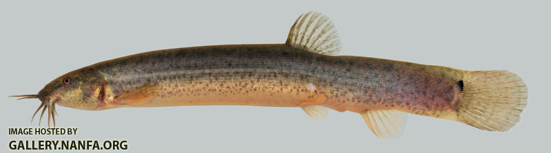 Misgurnus anguillicaudatus Oriental Weatherfish 2000