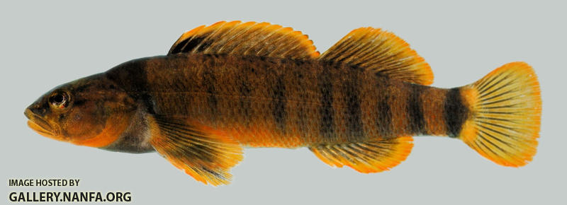 Etheostoma tippecanoe Tippecanoe Darter male 2000