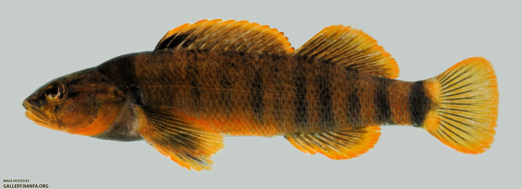 Etheostoma tippecanoe Tippecanoe Darter male 2000