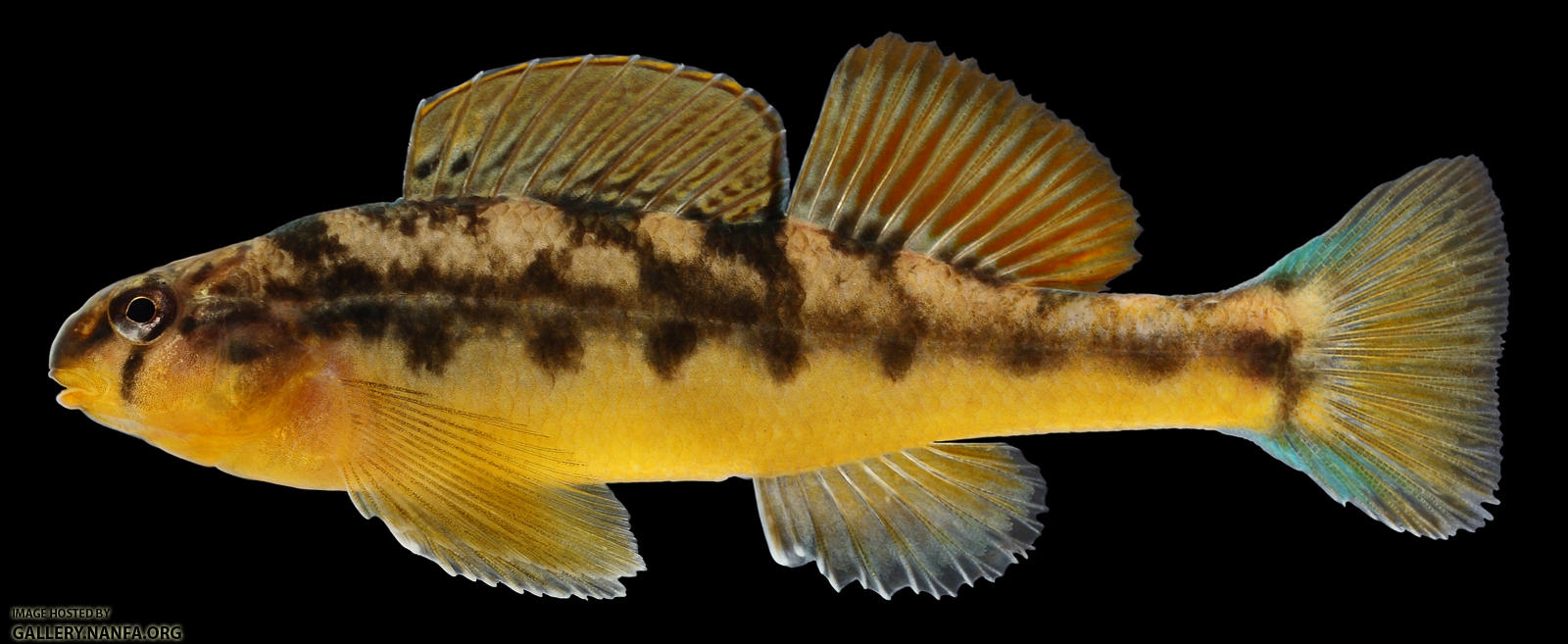 Etheostoma flavum