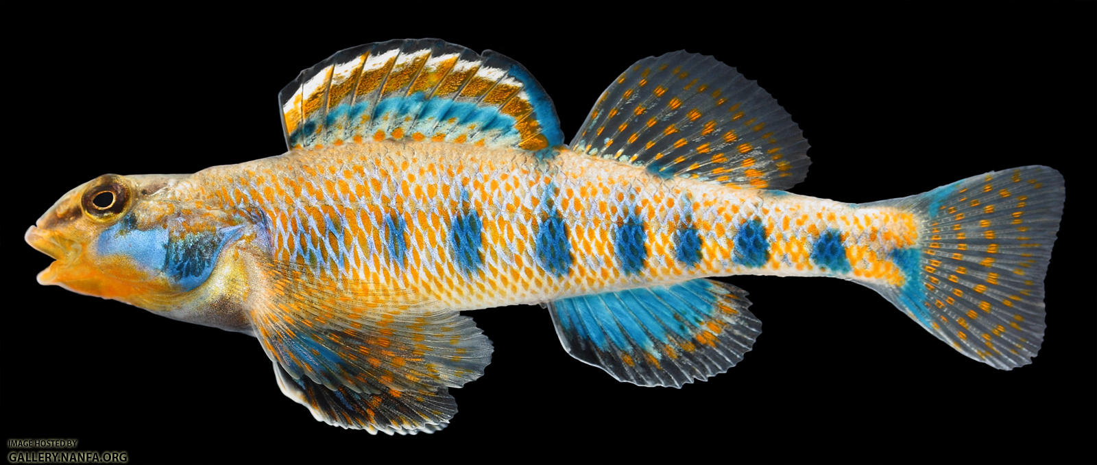 Etheostoma obama