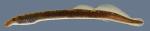 Lampetra aepyptera Least Brook Lamprey Collins River trib Warren county Specimen #1
