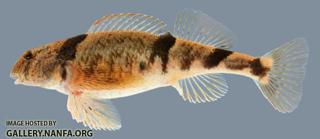 Etheostoma blennius Blenny Darter  Female 2000