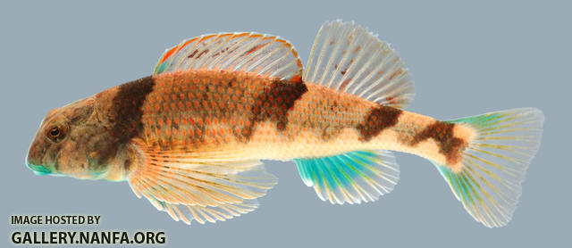 Etheostoma blennius Blenny Darter  Male 2000