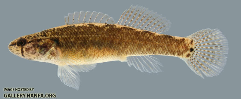 Etheostoma squamiceps  Spottail Darter 2000