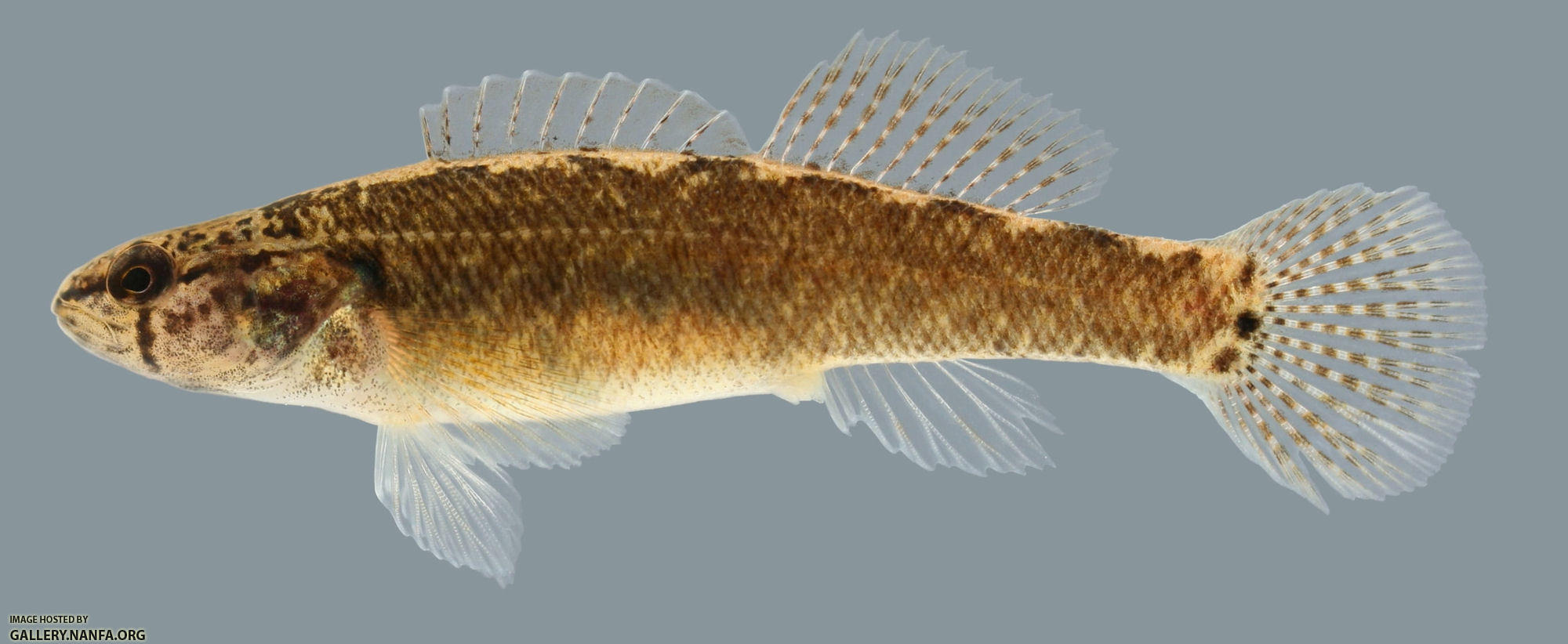 Etheostoma squamiceps  Spottail Darter 2000