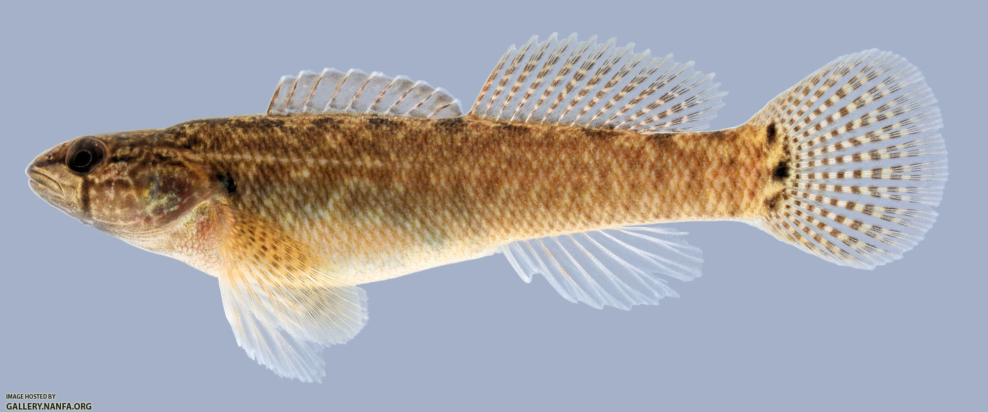 Etheostoma squamiceps Spottail Darter .1-2000