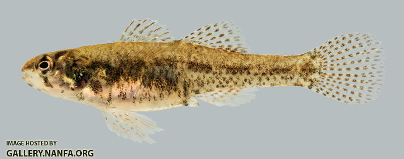 Etheostoma microperca Least Darter female 2000
