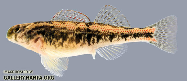 Etheostoma tennesseense  Tennessee Darter female 2000