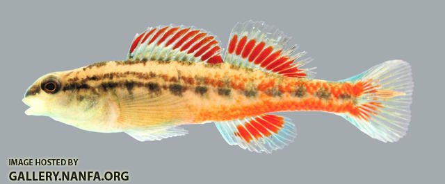 Etheostoma cervus Chickasaw Darter  male 2000