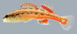 Etheostoma cervus Chickasaw Darter male.1-2000