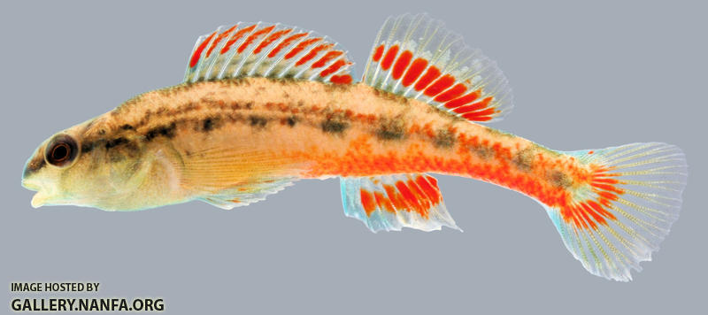 Etheostoma cervus Chickasaw Darter male.1-2000