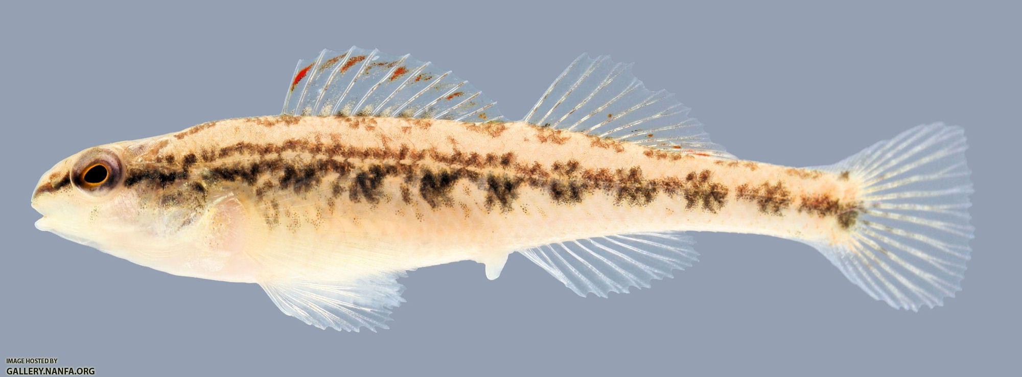 Etheostoma cervus Chickasaw Darter Female 2000