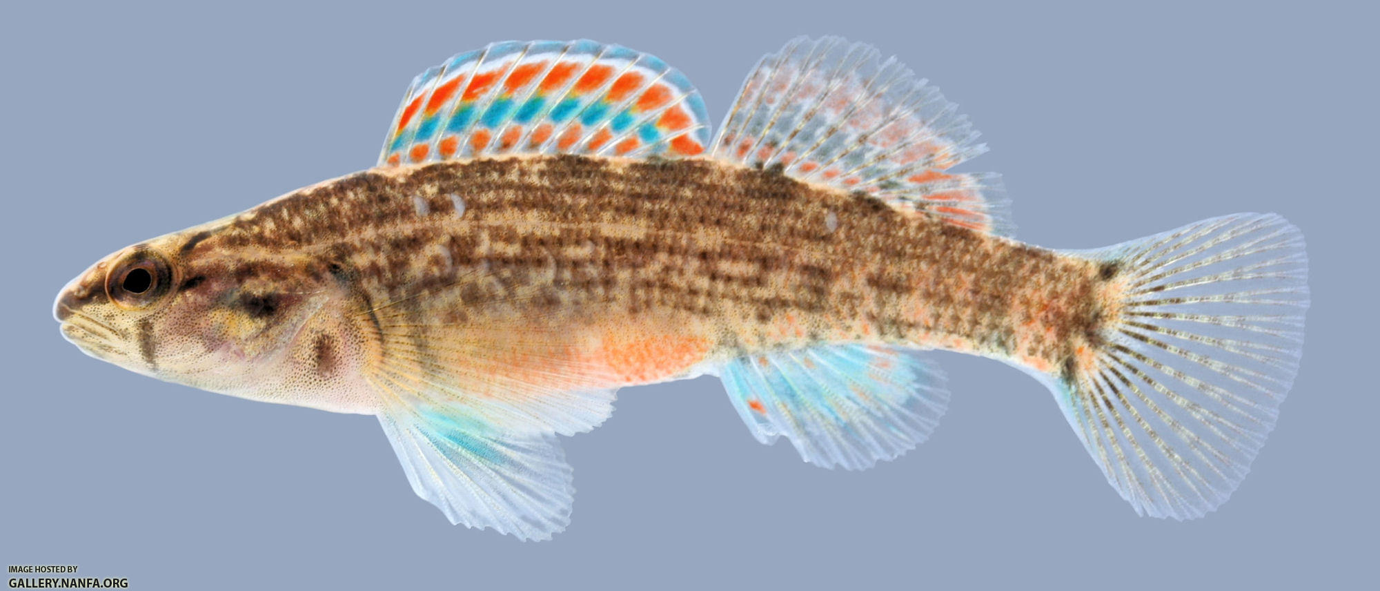 Etheostoma swaini  Gulf Darter 2000