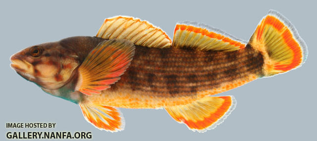 Etheostoma rufilineatum  Redline Darter Male 2000