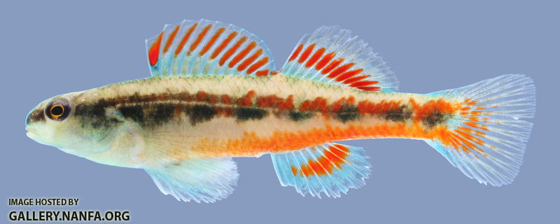 Etheostoma pyrrhogaster Firebelly Darter male .1