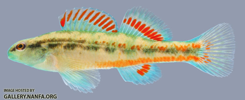 Etheostoma pyrrhogaster Firebelly Darter male.2