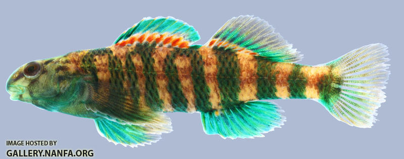 Etheostoma lynceum Brighteye Darter Male 2-2000