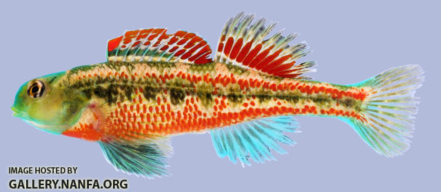 Etheostoma barrenense Splendid Darter Male 2000