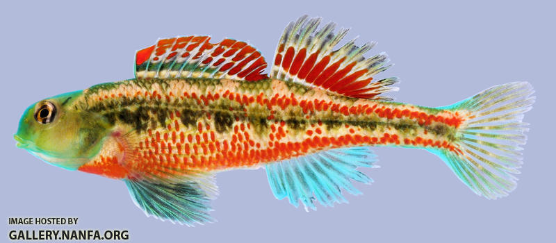 Etheostoma barrenense Splendid Darter Male 2000