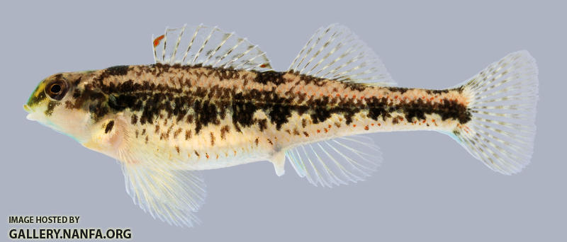 Etheostoma barrenense Splendid Darter Female 2000