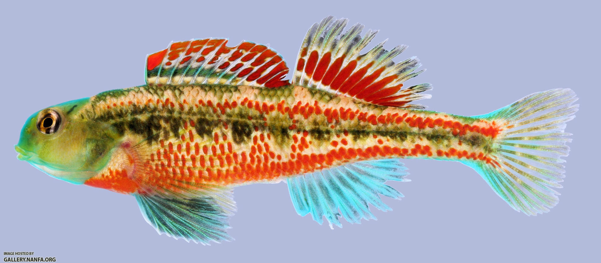 Etheostoma barrenense Splendid Darter Male 2000