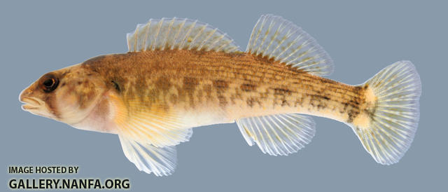 Etheostoma bellum Orangefin Darter Female 2000