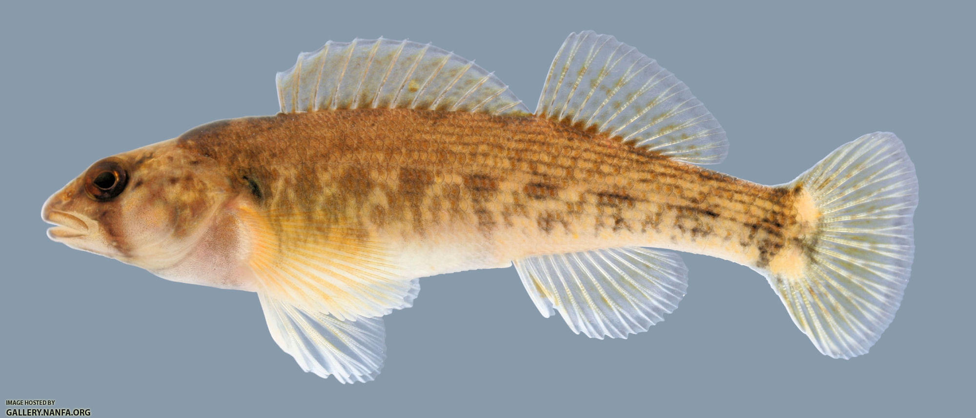 Etheostoma bellum Orangefin Darter Female 2000