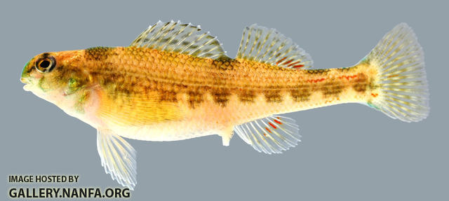 Etheostoma etnieri   Cherry Darter Female 2000