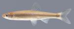 Cyprinella galactura  Whitetail Shiner 2000