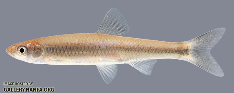 Cyprinella galactura  Whitetail Shiner 2000