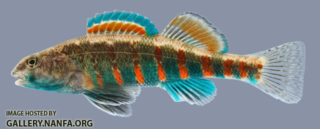 Etheostoma luteovinctum  Redband Darter Male 2-2000