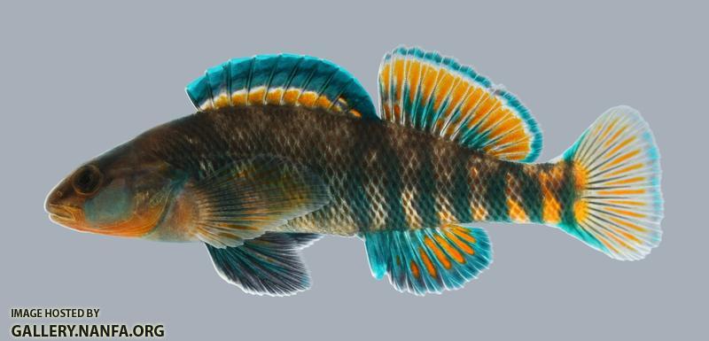Etheostoma caeruleum Rainbow Darter 3 male